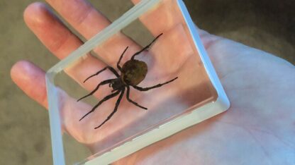 Ominous Deck (Spider) by Diamond Jim Tyler - Trick - Image 2