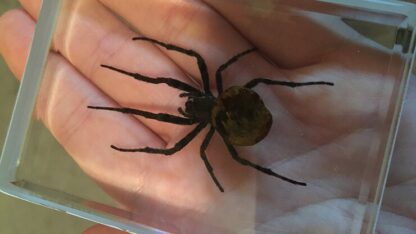 Ominous Deck (Spider) by Diamond Jim Tyler - Trick - Image 3