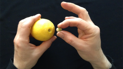 CITRUS: The Next Generation (C2 - Small) by Nourdine - Trick - Image 4