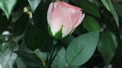 Rose Light set RED by JL Magic - Trick - Image 2