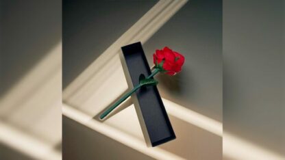 Rainbow Rose by JL Magic - Image 3